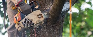 How Our Tree Care Process Works  in  Nyack, NY