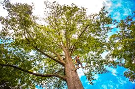 Nyack, NY Tree Care Company