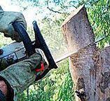 Best Emergency Tree Removal  in Ack, NY