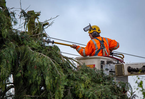 Best Tree Risk Assessment  in Ack, NY