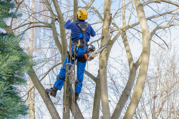 Best Lawn Pest Prevention  in Ack, NY
