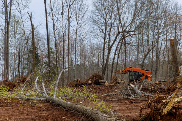 Best Tree Health Inspection  in Ack, NY