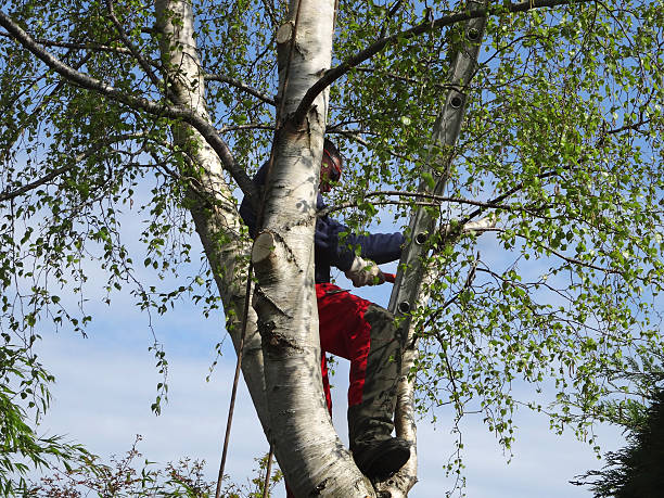 Best Arborist Consultation Services  in Ack, NY